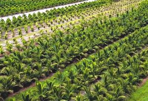 Tree nursery for commercial landscaper